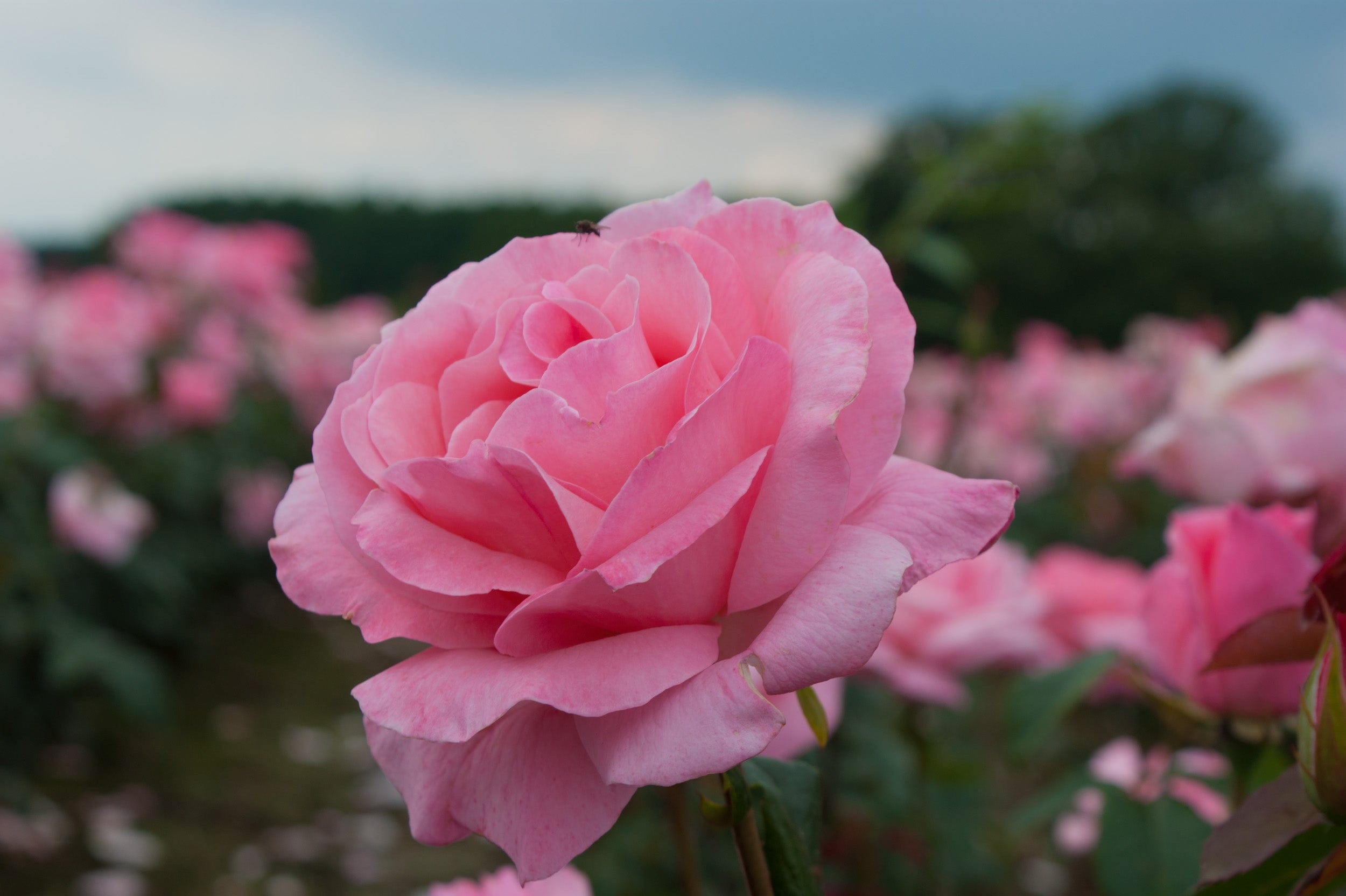 Ros 'Drottning Elizabeth®'